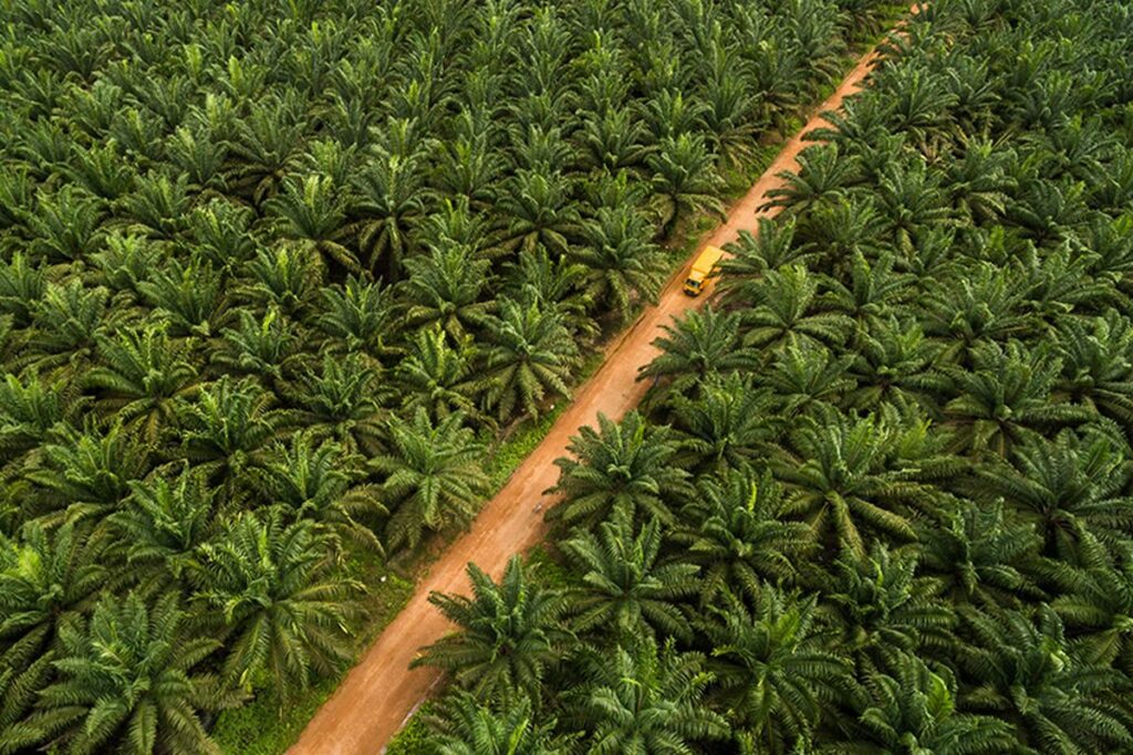 Harga CPO Terus Meroket, CPO Masuk Zona Bullish