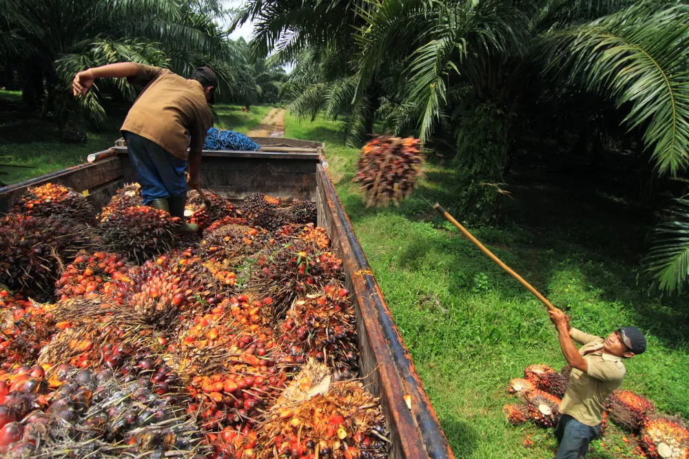 Harga CPO Terus Meroket, CPO Masuk Zona Bullish