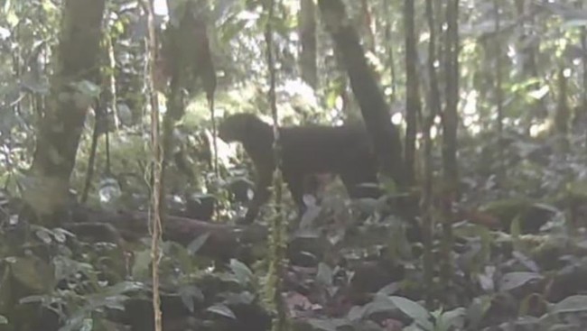 Kucing merah Kalimantan terekam kamera jebak di Taman Nasional Kayan Mentarang
