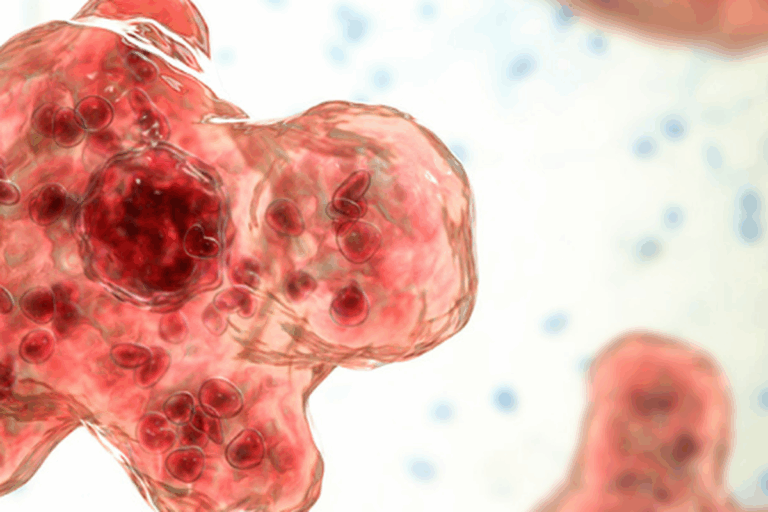 Naegleria fowleri (pelafalan /nə'ɡlɪə. ɹiə/) (juga disebut "amoeba pemakan otak") adalah protista yang hidup di air tawar yang hangat, yang bersuhu dari 25-35 derajat celcius.