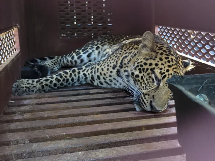 Macan Tutul masuk hotel di Bandung.