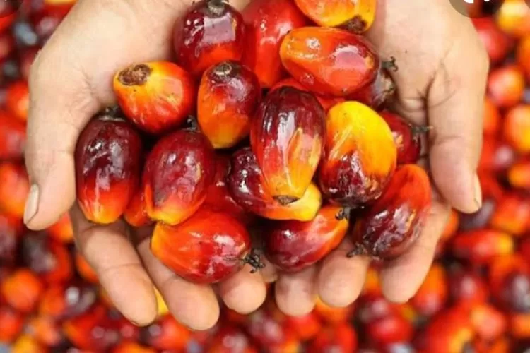 Harga CPO Terus Meroket, CPO Masuk Zona Bullish