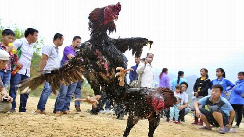 Anggota DPRD Asahan Ditangkap Karena Judi Sabung Ayam