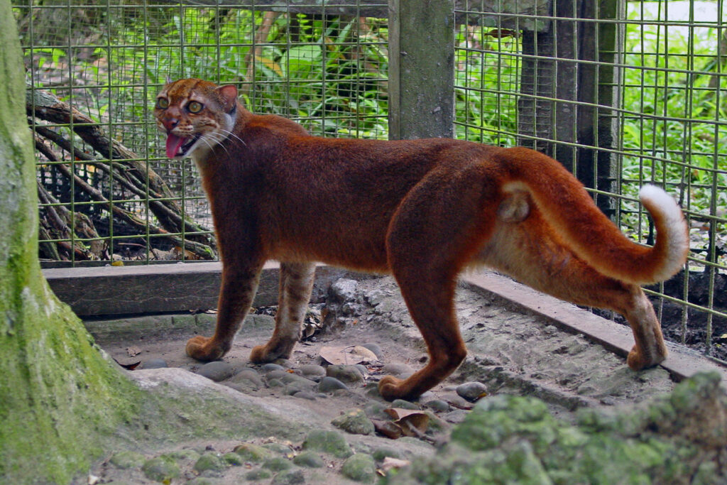 Kucing merah Kalimantan terekam kamera jebak di Taman Nasional Kayan Mentarang.