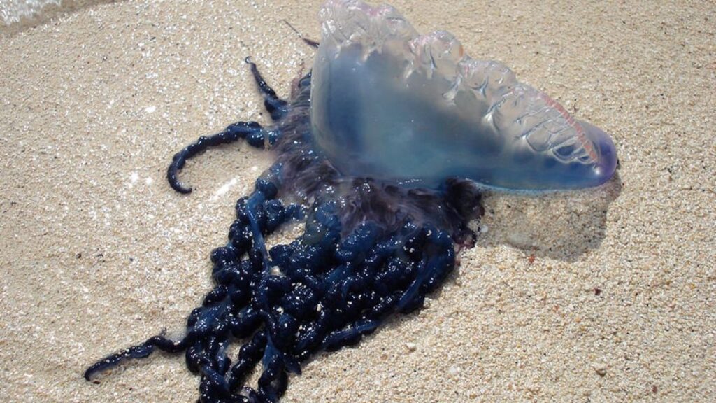 Fenomena kemunculan ubur-ubur di Jogja sebenarnya adalah Physalia physalis, atau yang dalam bahasa Inggris dikenal sebagai Portuguese man o' war (bluebottle)