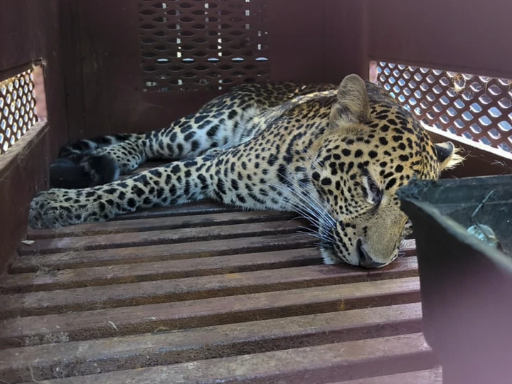 Macan Tutul masuk hotel di Bandung.