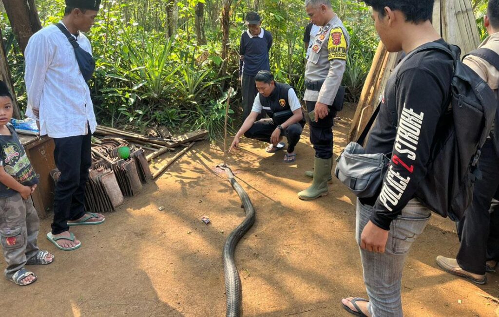 Kasus King Kobra di Sukabumi gegerkan warga.