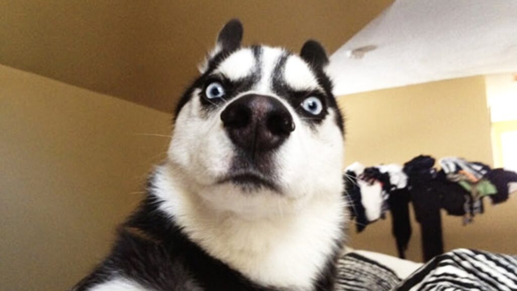 Siberian Husky bukan cuma soal mata biru.